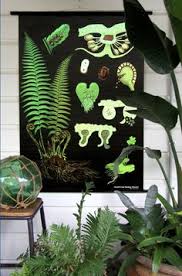 11 Best Botanical Charts Images Poster Prints Botanical