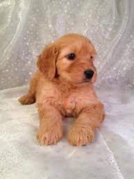 Family raised dog breeder focusing on designer doodles through the highest quality champion bloodlines. Goldendoodle Puppies For Sale Goldendoodle Breeder In Iowa