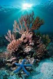 Under The Sea Ocean Creatures Sea And Ocean Ocean Life
