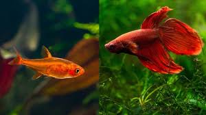 If you're going to keep other fish with your bettas, make sure you read my suggestions for fish compatible with bettas and watch out for my recommendations regarding each fish species below. Ember Tetra And Betta Compatible Tankmates Betta Source