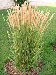 Plantfiles Picture 6 Of Karl Foerster S Feather Reed Grass Feather Reed Gras Grasses Landscaping Ornamental Grasses Feather Reed Grass