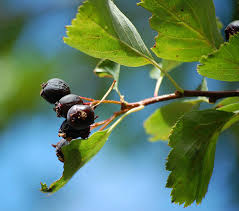 Image result for Hawthorn