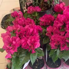 Bijuterii și accesorii de coarde (2993). Floraria Trias Bougainvillea Floarea De Hartie La