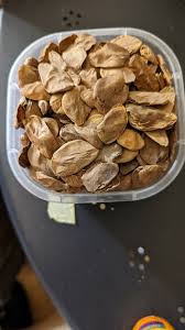 Image result for Hunteria umbellata