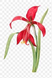 Amaryllis Flower Sticker Design Element Free Image By Rawpixel Com Amaryllis Flowers Amaryllis Sticker Design
