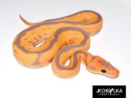 Clown Coral Glow Leopard Morph List World Of Ball Pythons Ball Python Ball Python Pet Baby Reptile