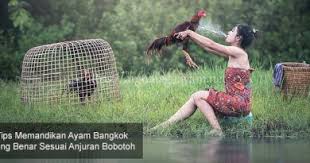 Kandang ayam jauh dari permukiman. Standar Kandang Umbaran Bagi Ayam Aduan Sabung Ayam