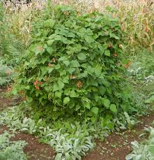 Image result for Phaseolus coccineus