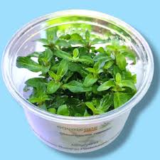 Image result for Nesaea rautanenii