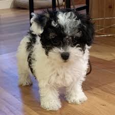 Elsa A Black White Female Maltipoo Puppy 599204 Puppyspot Maltipoo Puppy Maltipoo Puppies For Sale Maltipoo