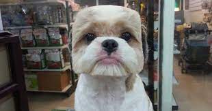 Maybe you would like to learn more about one of these? Taiwanese Give Dogs Perfectly Square Or Round Haircuts In Latest Trend Bored Panda