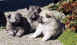 Look at pictures of sheltie, shetland sheepdog puppies who need a home. Icelandic Sheepdog Breed Information