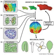 Check spelling or type a new query. Plantae Review Cellular Basis Of Growth In Plants Geometry Matters Copb Plantae