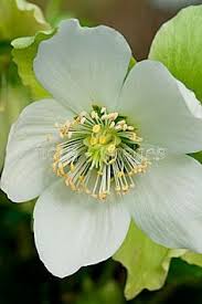 Flowers that start with ha. 8 Best Flowers Starting With H Ideas Flowers Summer Hydrangeas Spring Peony