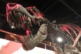 Rex's popularity in the u.k. Like Godzilla But Actually Real Study Shows T Rex Numbered 2 5 Billion The Japan Times