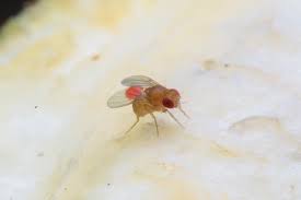 fruit fly control: facts and