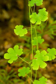 Image result for Lygodium