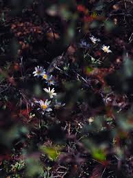 Image result for Hibiscus tridactylites