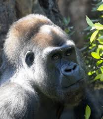 9月 1, 2018 | 投稿者: é‡§è·¯å¸‚å‹•ç‰©åœ' ã‚´ãƒªãƒ©ã®ãƒ ã‚µã‚·æ­»ã¬ ä¸Šé‡Žå‹•ç‰©åœ'ã«è²¸ä¸Žä¸­ æ¯Žæ—¥æ–°èž