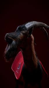 Eine sammlung von die schönsten und besten 1. Koln Phone Wallpapers Wallpaper Cave