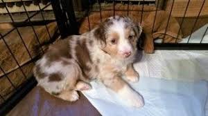 Australian shepherds in the pnw of oregon. View Ad Miniature Australian Shepherd Puppy For Sale Oregon Prineville Australian Shepherd Puppies Miniature Australian Shepherd Australian Shepherd