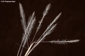 Image result for Stipagrostis