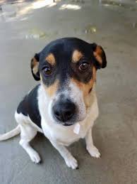 Top free images & vectors for rat terrier beagle mix in png, vector, file, black and white, logo, clipart, cartoon and transparent. Black Beagle Terrier Mix Online