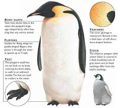 Answering questions about penguin meanings. Picture Penguins Emperor Penguin Marine Animals