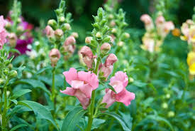 Lowenmaulchen Antirrhinum Gartenzauber
