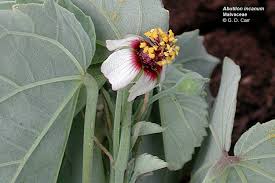 Image result for Abutilon sp.no.2