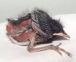 Which Bird Dies By Touching It Quora