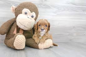 Browse thru our id verified puppy for sale listings to find your perfect puppy in your area. Cavapoo Puppies For Sale