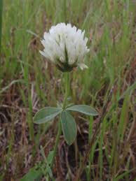 Image result for Trifolium isthmocarpum