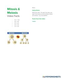 We compare and contrast meiosis vs mitosis to help you understand the two forms of cell division. Mitosis Vs Meiosis Activity