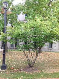 Image result for Amelanchier laevis