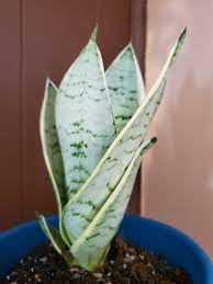 Sansevieria Night Owl Sansevieria Plant Cacti And Succulents Plants