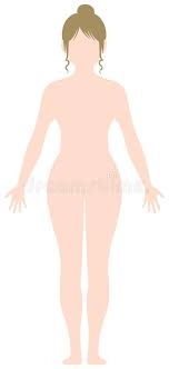 Internal human organs woman illustrations & vectors. Nude Body Stock Illustrations 3 760 Nude Body Stock Illustrations Vectors Clipart Dreamstime
