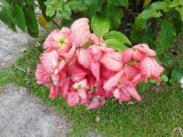 Red Mussaenda Bunga Eksotis Bunga