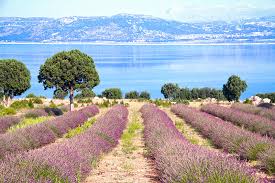 Zimbra provides open source server and client software for messaging and collaboration. Antalya Havalimani Isparta Transfer Bravo Tur