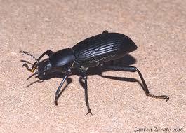 The list below showcases all utah insects (628 found) currently in the insectidentification.org database. Darkling Beetle Project Noah