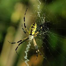 I have been bitten over 20 times this year already by spiders from my garden and other outside work. Can Dogs Eat Bugs Insects Your Dog Can And Cannot Eat