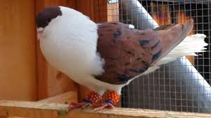 Best Colors Homer Pigeons In 2020 Pigeons For Sale Racing Pigeons For Sale Pigeon