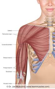Teres major is a thick and ovoid muscle in the upper arm. Muscles Of The Anterior Arm Superficial View Learn Muscles