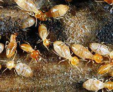We recognize our responsibility to use data and technology for good. Residential Pest Control Commercial Pest Control Henderson