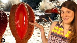 Image result for Hydnora