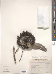 Image result for Annickia