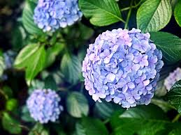 Any commercially grown flowers, roadside flowers, or even your neighbors flowers are likely to have pesticides or other harmful chemicals on them, which could be extremely risky to. 10 Plants That Could Kill You My Weekly