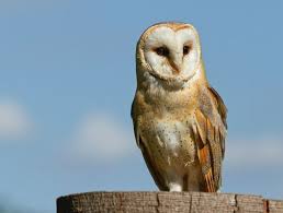 Bird That Sounds Like An Owl 3 The Sounds That Come From The Barn Owl Are Very Interesting They Can Often Be Heard With Hisses And Whistling Sounds Sometimes They Barn Owl Owl Facts Owl