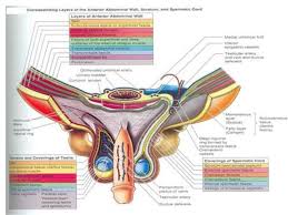 On the red circled area in the male groin area? Anatomy Of Male Groin Anatomy Drawing Diagram