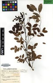 Image result for Xylia africana